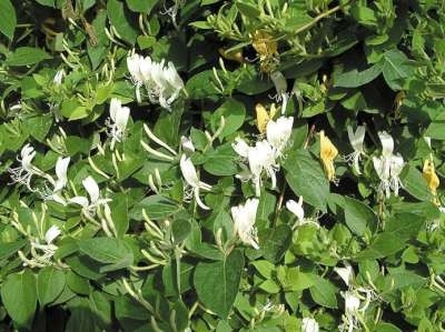 Lonicera japonica 'Halliana', Kamperfoelie