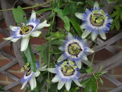 Passiflora caerulea, Passiebloem