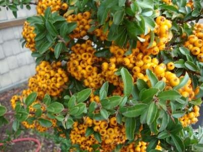 Pyracantha hybr. 'Teton', 30-40 3L, Dwergvuurdoorn