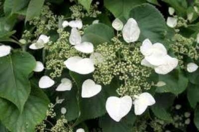 Schizophragma hydrangeoides, 50-60 3L, Pluim-klimhortensia