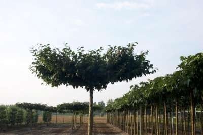 Carpinus betulus, 10/12 Blote wortel, Dakvorm haagbeuk met rek