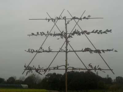 Carpinus betulus, 12/14 Draadkluit, Lei-haagbeuk voorgeleid met rek