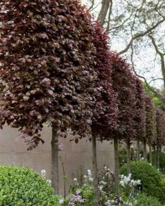 Fagus syl. 'Atropunicea', 10/12 Draadkluit, Schermvormige beuk voorgeleid met rek