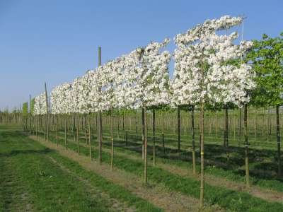 Malus 'Evereste', 16/18 Draadkluit Lei-vorm met scherm, Sierappel