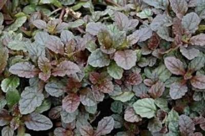 Ajuga reptans 'Braunherz' ,Zenegroen