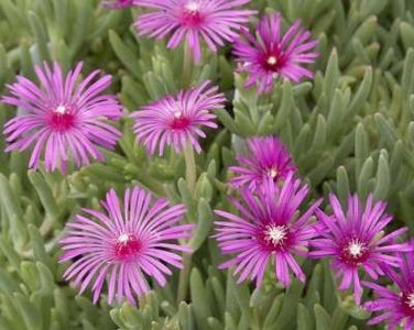 Delosperma cooperi