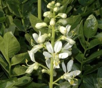 Dictamnus albus, Vuurwerkplant