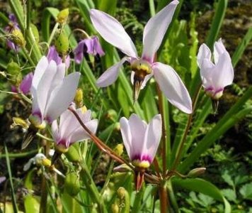 Dodecatheon meadia, Twaalfgodenkruid