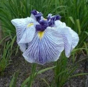Iris ensata, iris