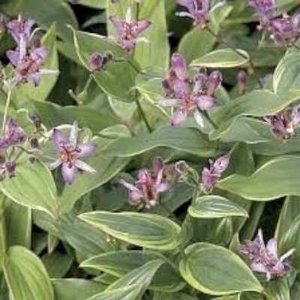 Tricyrtis formosa, Armeluisorchidee