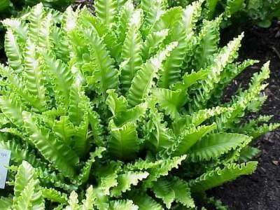 Asplenium scolopendrium, Tongvaren