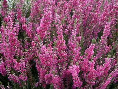 Calluna vulgaris, Dopheide