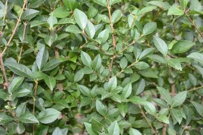 Ligustrum Ovalifolium, Ligusterhaag, bosplantgoed, 0+2 40/60