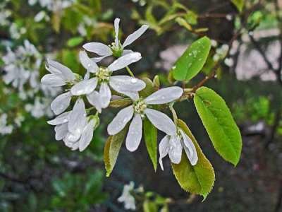 Amelanchier lamarckii, Krentenboompje, bosplantgoed 1+1 80/100