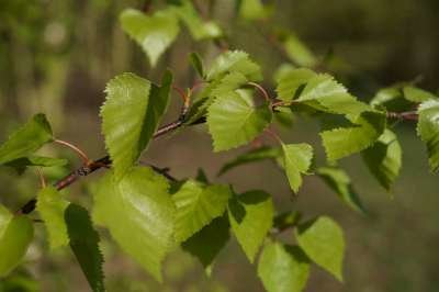 Betula pendula, Ruwe berk, bosplantgoed, 1+1 80/120