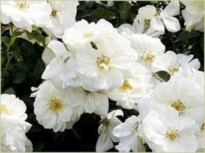 Rosa 'Flower Carpet Schneeflocke', Blote wortel, Trosrozen