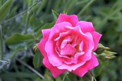 Rosa 'Flower Carpet Heidetraum', Blote wortel, Rozen