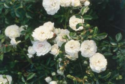 Rosa 'Swany', Blote wortel