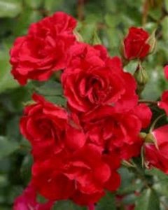 Rosa 'Rotilia', Blote wortel, rozen