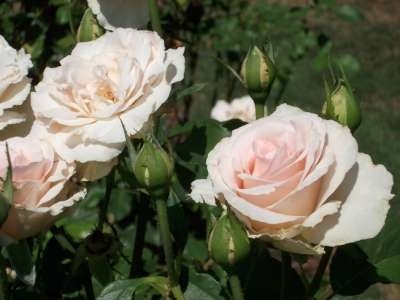 Rosa 'Johann Strauss', Blote wortel, rozen