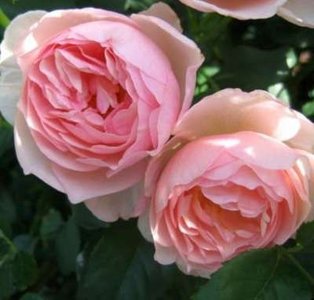 Rosa 'Heritage', Blote wortel, rozen