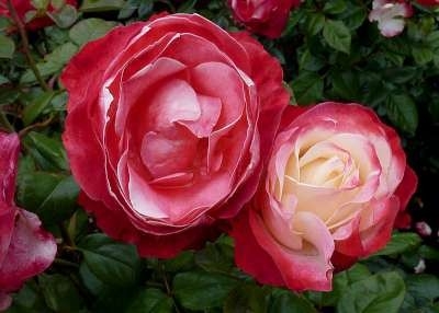 Rosa 'Nostalgie', Blote wortel, Rozen