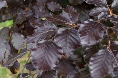 Fagus syl. 'Atropunicea', 12/14 Draadkluit, om te leiden zonder rek