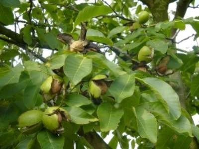 Juglans regia 'Broadview', 8/10 20L pot, Okkernoot, Walnoot HOOGSTAM