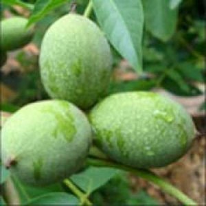 Juglans regia 'Buccaneer', 8/10 20L pot, Okkernoot, Walnoot HOOGSTAM