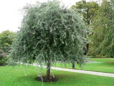 Pyrus sal. 'Pendula', 10/12 30L pot, Sierpeer