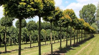 Quercus pal. 'Green Dwarf', 6/8 Kluit, Boleik