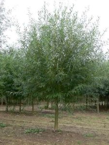 Salix alba 'Liempde', 6/8 blote wortel, Knotwilg