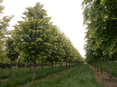 Tilia tom. 'Brabant', 10/12 cm Blote wortel, Zilverlinde
