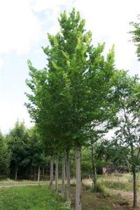 Ulmus 'Lobel', 8/10 Blote wortel, Elm