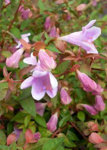 Abelia 'Pinky Bells', 25-30 3L