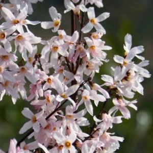 Abeliophyllum distichum 'Roseum', 2L