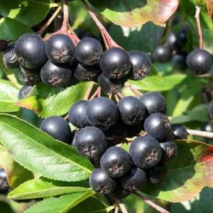 Aronia 'Viking', 40-50 3L appelbes