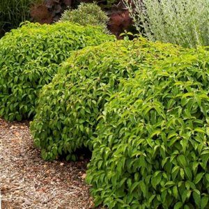 Cornus ser. 'Kelseyi', 25-30 3L, Kornoelje