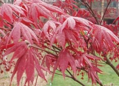 Acer palm. 'Atropurpureum', 125-150 Kluit, Japanse esdoorn