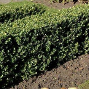 Ilex cren. 'Dark Green', 30-40 4L, Japanse hulst