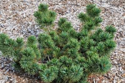 Pinus pumila 'Glauca', 10-20 3L, Siberische dwergden