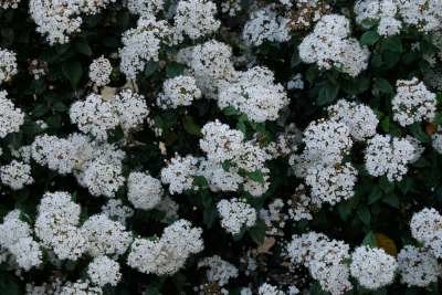 Viburnum tinus 'Spirit', 25-30 3L, Sneeuwbal