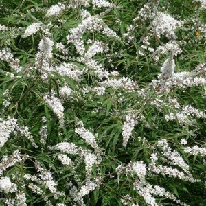 Vitex agnus-castus 'Albus' 3L, Monnikenpeper