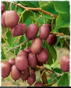 Actinidia arguta 'Ken's Red', Kiwibes