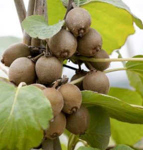 Actinidia kolomikta, Kiwi bes