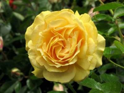 Rosa 'Absolutely Fabulous', Stam 90cm