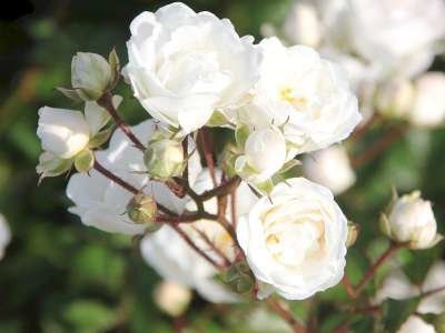 Rosa 'Alba Meidiland', 1.5L, Trosrozen