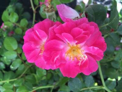 Rosa 'Magic Meidiland', 1.5L, Trosrozen