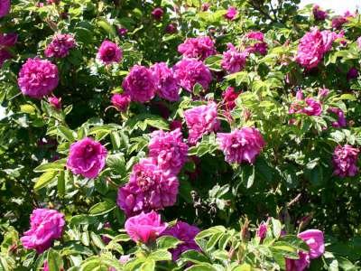 Rosa 'Hansa', Blote wortel, Bottelroos