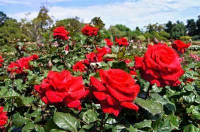 Rosa 'Grand Amore'®, Blote wortel, Rozen